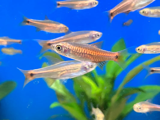 Red Cherry Rasbora (Rasbora lacrimula)  1”  (6-Pack)