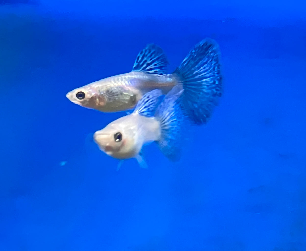 Blue Grass Guppy (M/F Pair)