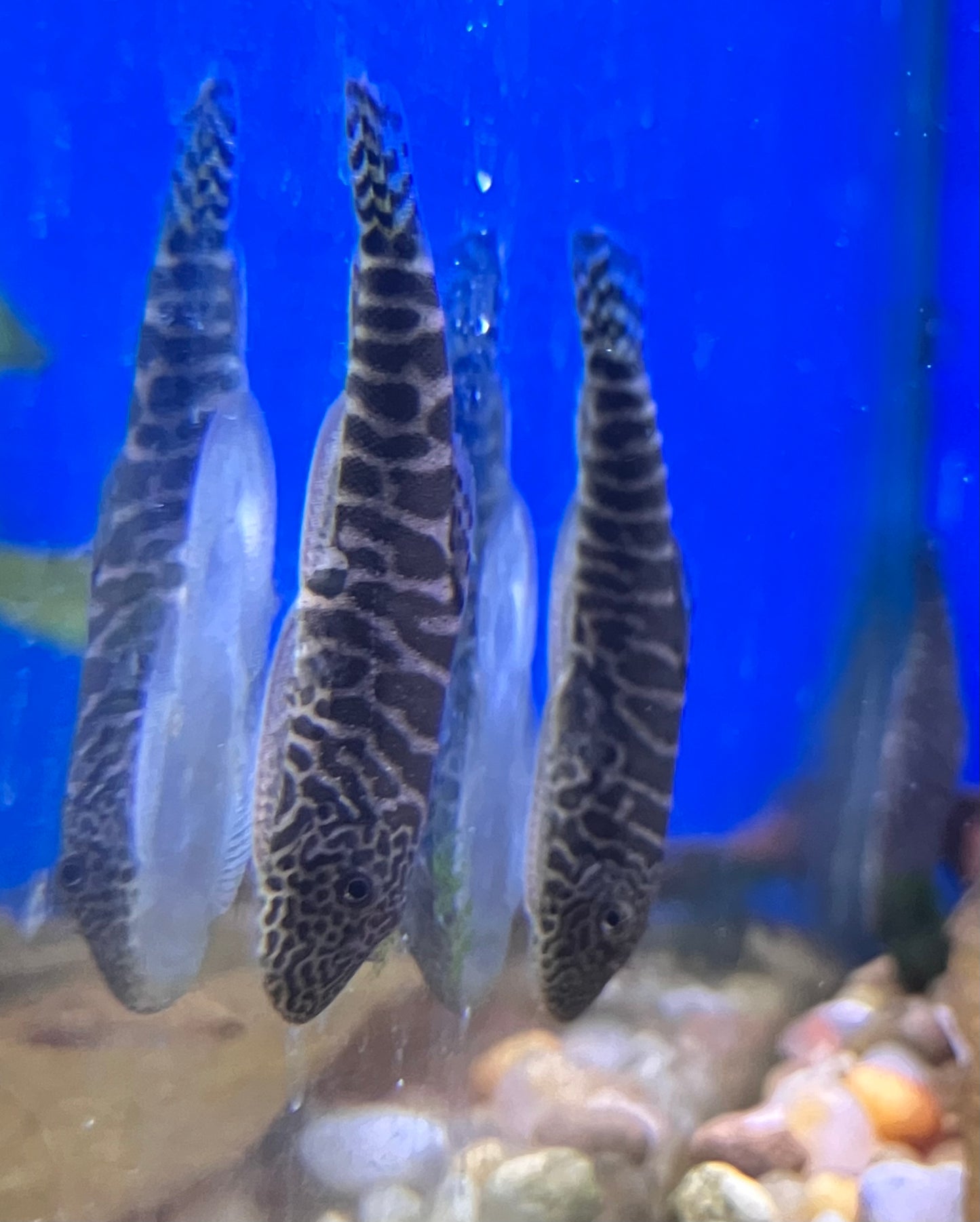 Gastromyzon sp. SKO4 - Yellow Tail Borneo Hillstream Loach
