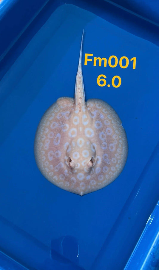 Golden Base Stingray ( Female ) -01