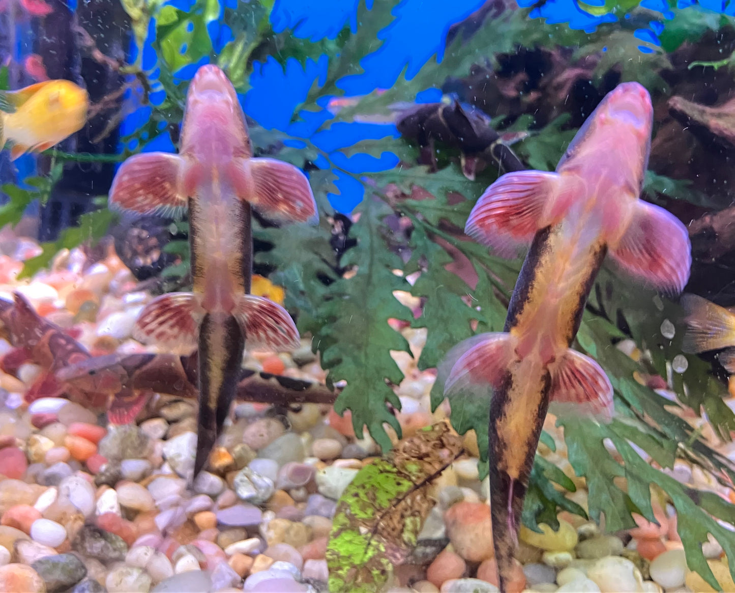 Saddleback / Red Lizard Loach (Homaloptera orthogoniata) 4”