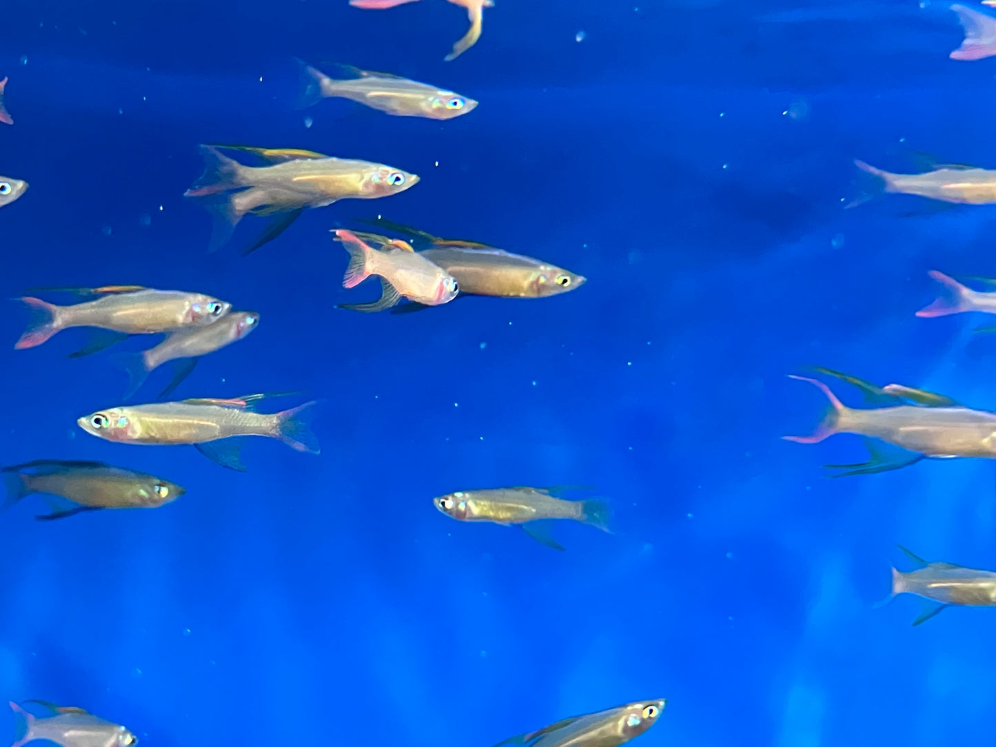 Threadfin Rainbowfish (Iriatherina werneri)  1”  (3-Pack)