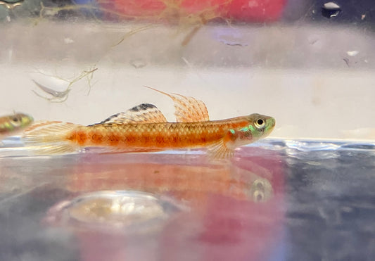 Golden Red Stiphodon Goby (Stiphodon rutilaureus)