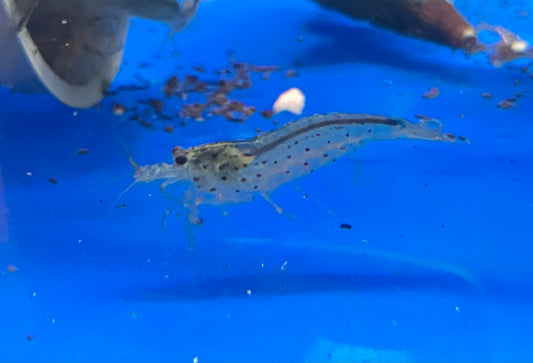 Amano Shrimp 1” (6-Pack)