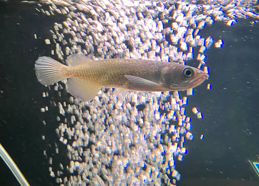 Leichardti Arowana (Southern Saratoga) 4”