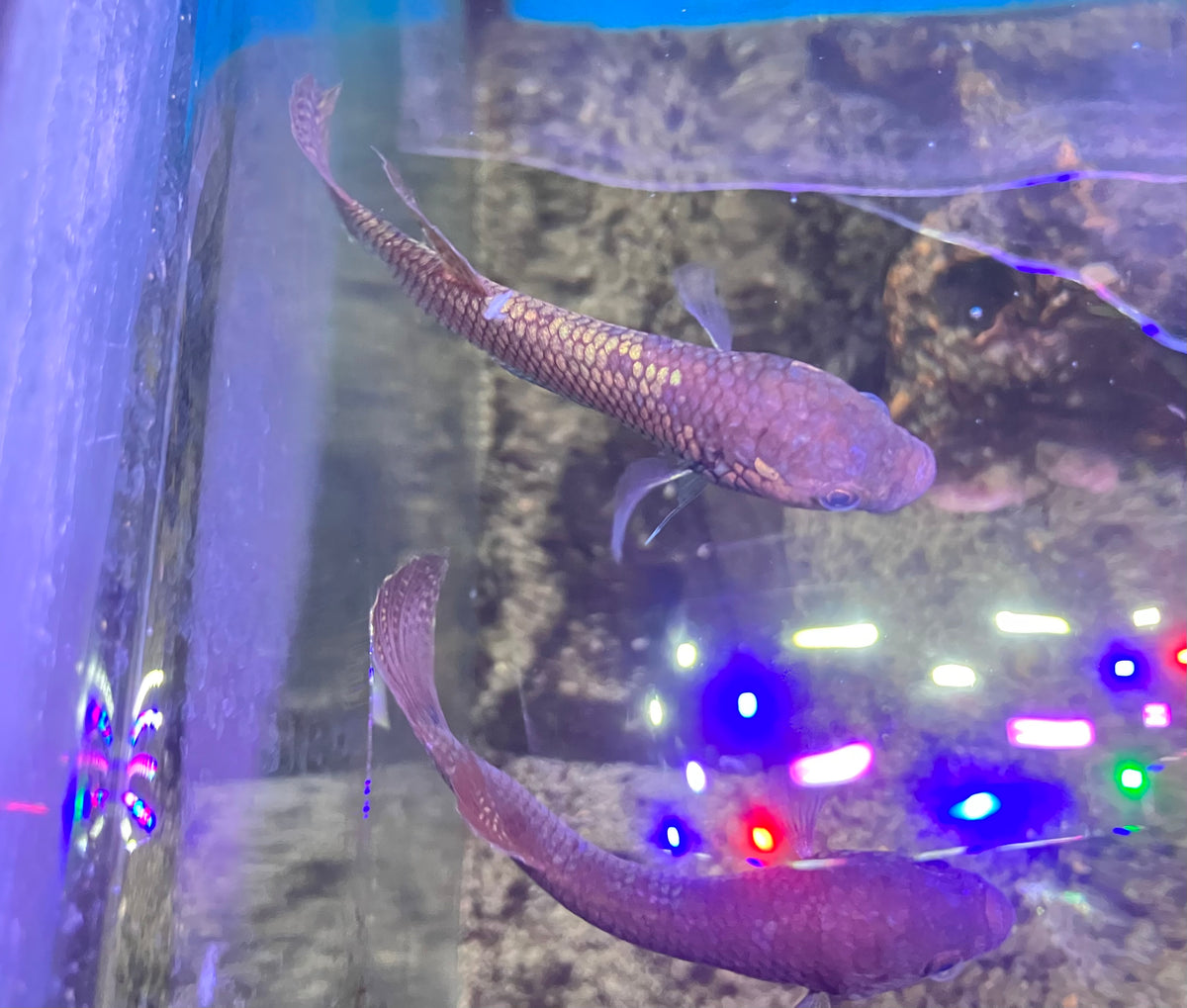 Betta ocellata “Tarakan”  3” (Pair)
