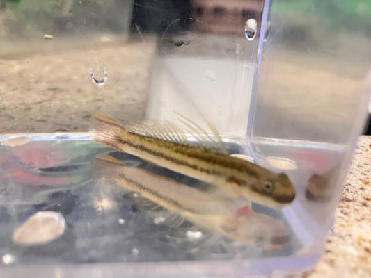 Threadfin Goby (Sicyopterus longifilis)