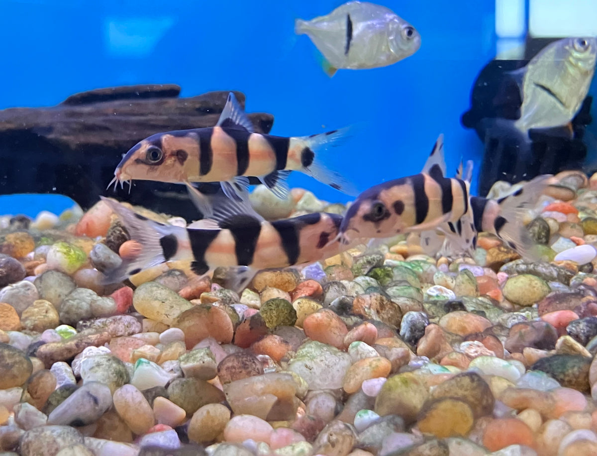 “Clo-Yo” Loach (Clown x Yoyo hybrid)