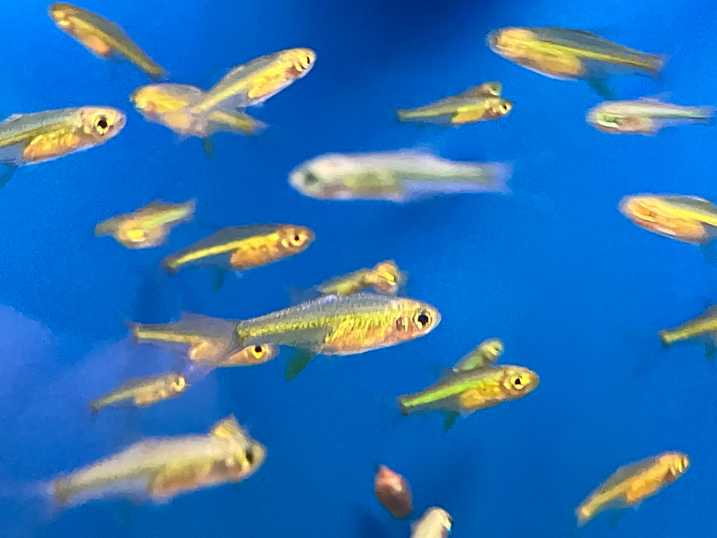 Kubotai / Neon Green Rasbora (Microdevario kubotai) (Pack of 10 fish)