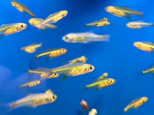 Kubotai / Neon Green Rasbora (Microdevario kubotai) (Pack of 10 fish)