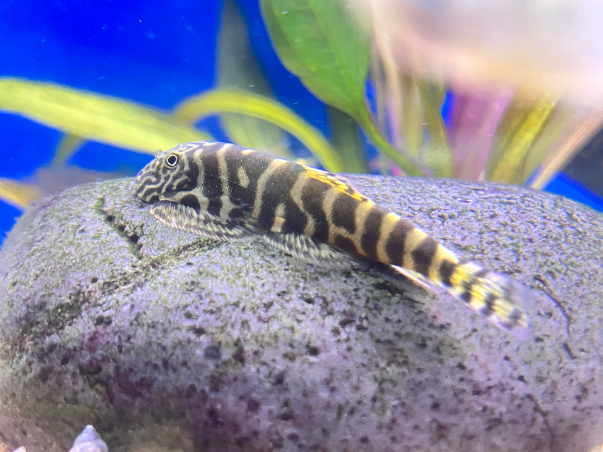 Gastromyzon sp. SKO4 - Yellow Tail Borneo Hillstream Loach