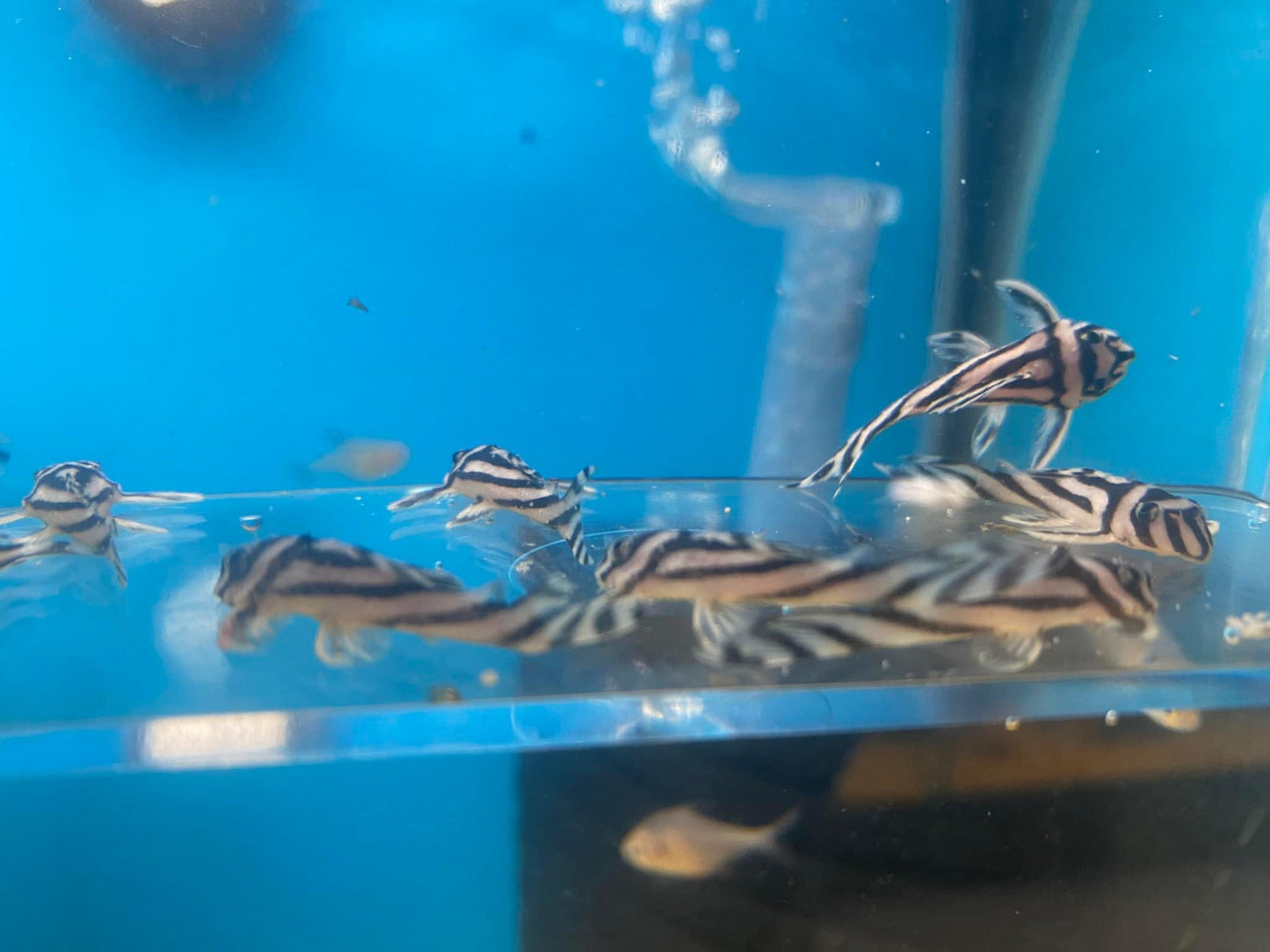 L46 Zebra Plecos