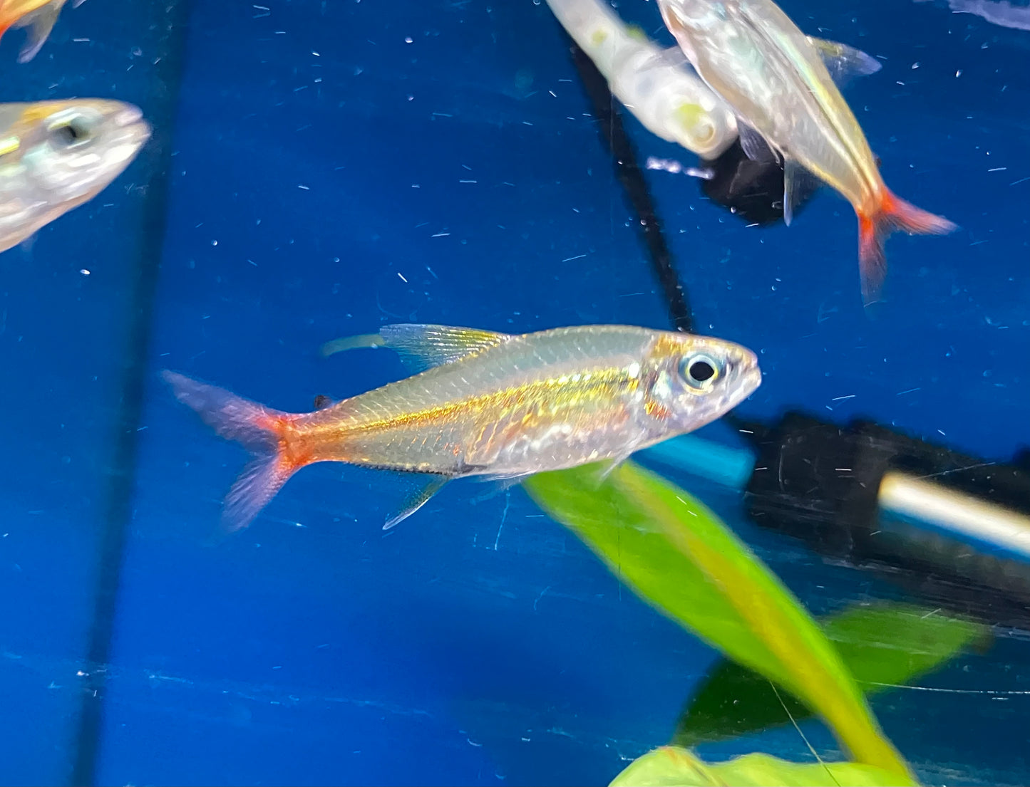 Copei Tetra (Moenkhausia copei) - 6 Pack