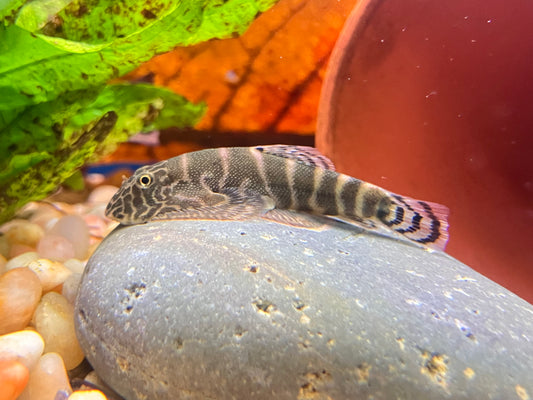Pink Body Lepidogaster Borneo Loach (Gastromyzon lepidogaster var. “Pink”