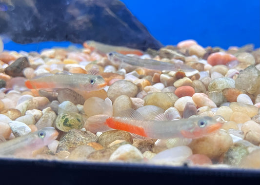 Red Lipstick Goby (Sicyopus rubicundus)