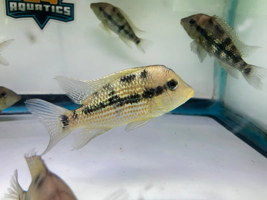 Geophagus sp. Alto Sinu “Gold Dust Geo” 4-5”