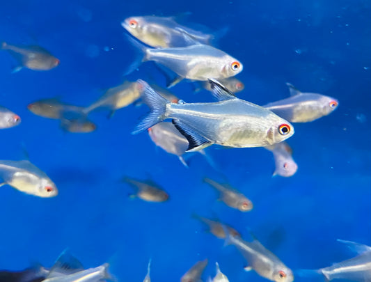 Lemon Tetra (10-Pack)