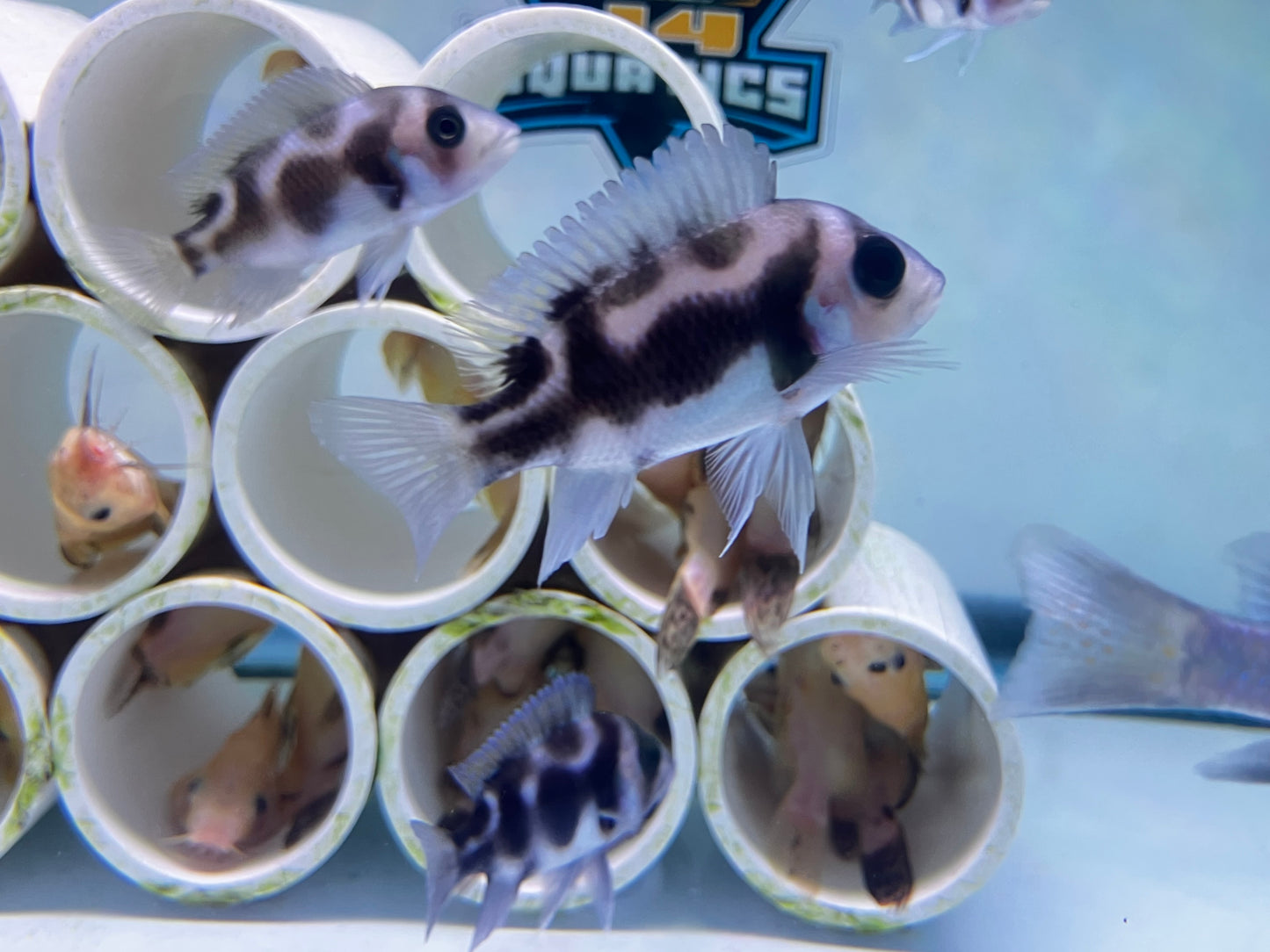 Black Widow Frontosa 2”