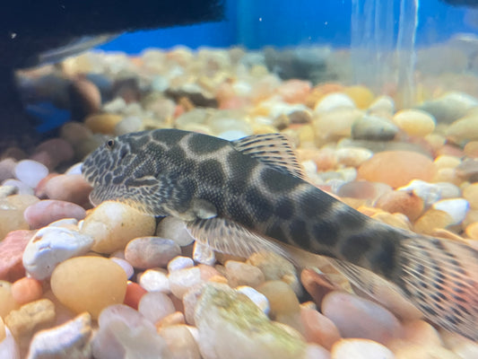 Leopard Hillstream Loach (Gastromyzon sp. Leopard)