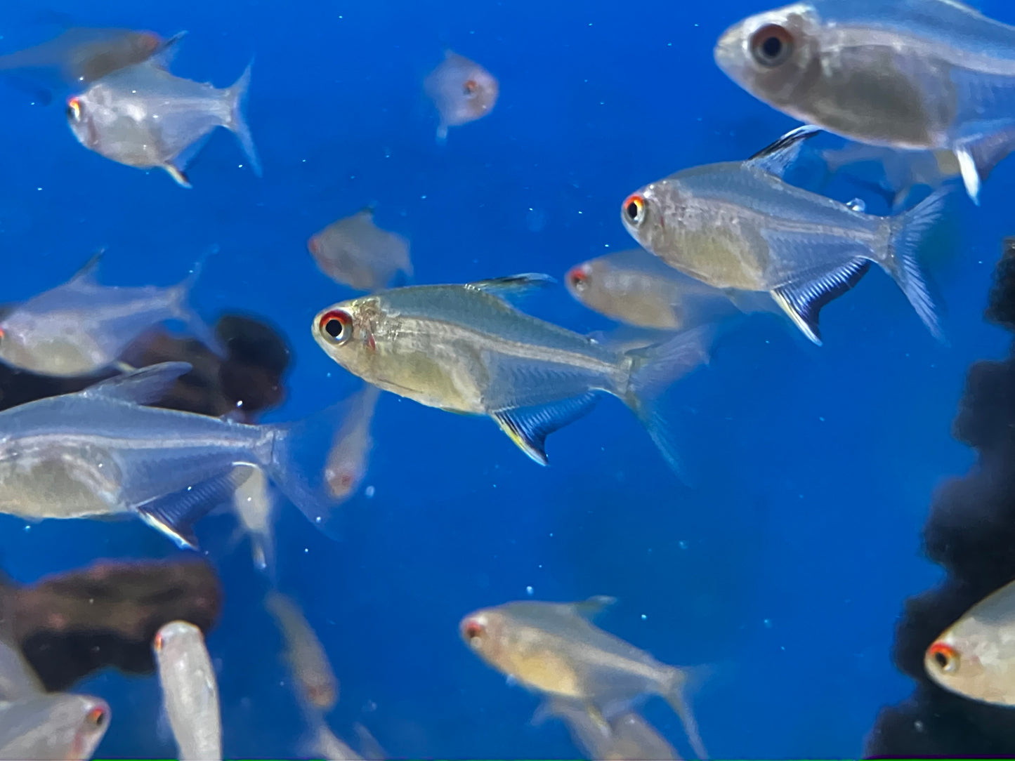 Lemon Tetra (10-Pack)