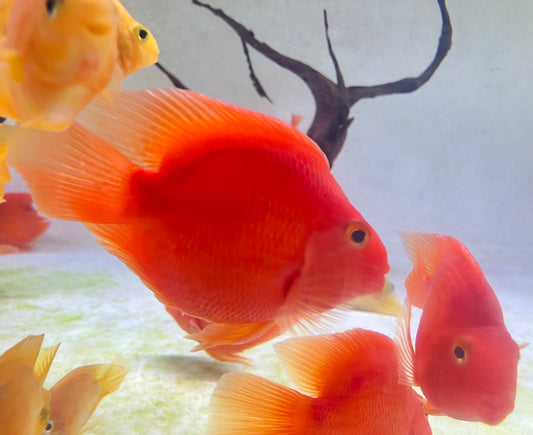 Purple Parrot Cichlid (3-4”)