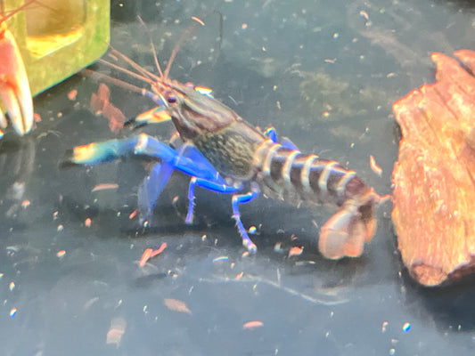 Cherax sp. “Blue Moon” Papuan Crayfish