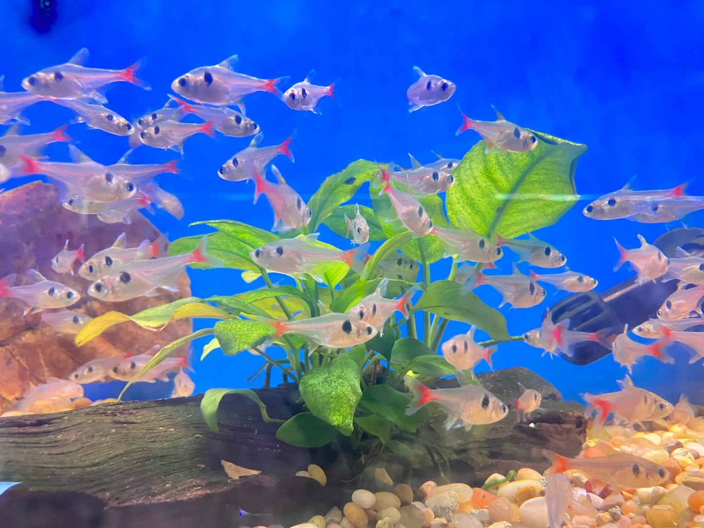 Yellow Phantom Tetra (Hyphessobrycon roseus) 10-pack