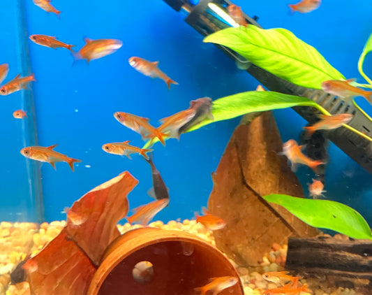 Ember Tetra (10-Pack)