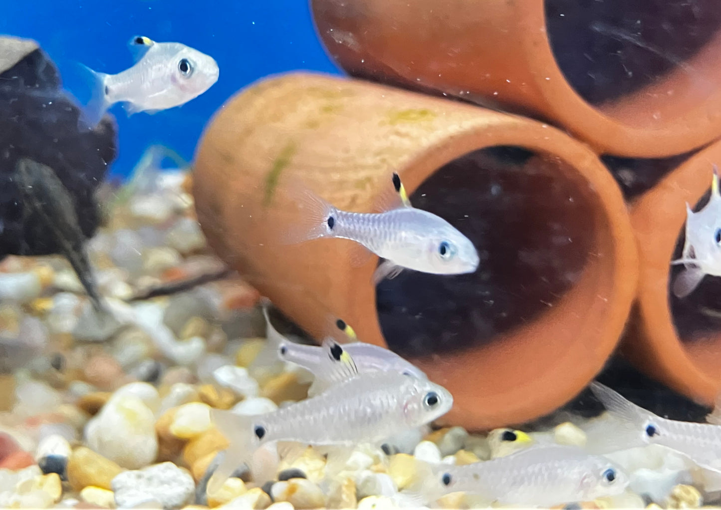 Drape Fin Barb 0.75-1” (Pack of 10 fish)