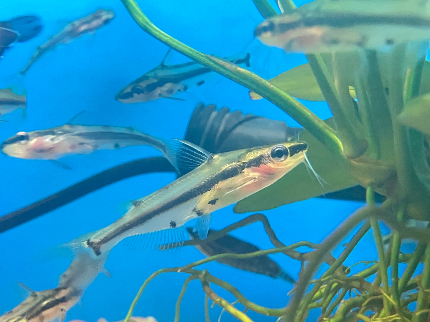 Shadow Catfish (Hyalobagrus flavus)
