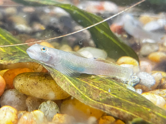Papuan Red Goby (Lentipes cf. multiradiatus)