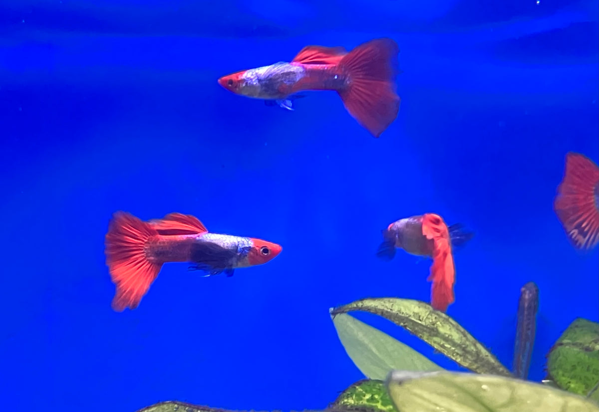 Koi Platinum Redtail Dumbo Ear Guppy (M/F Pair)