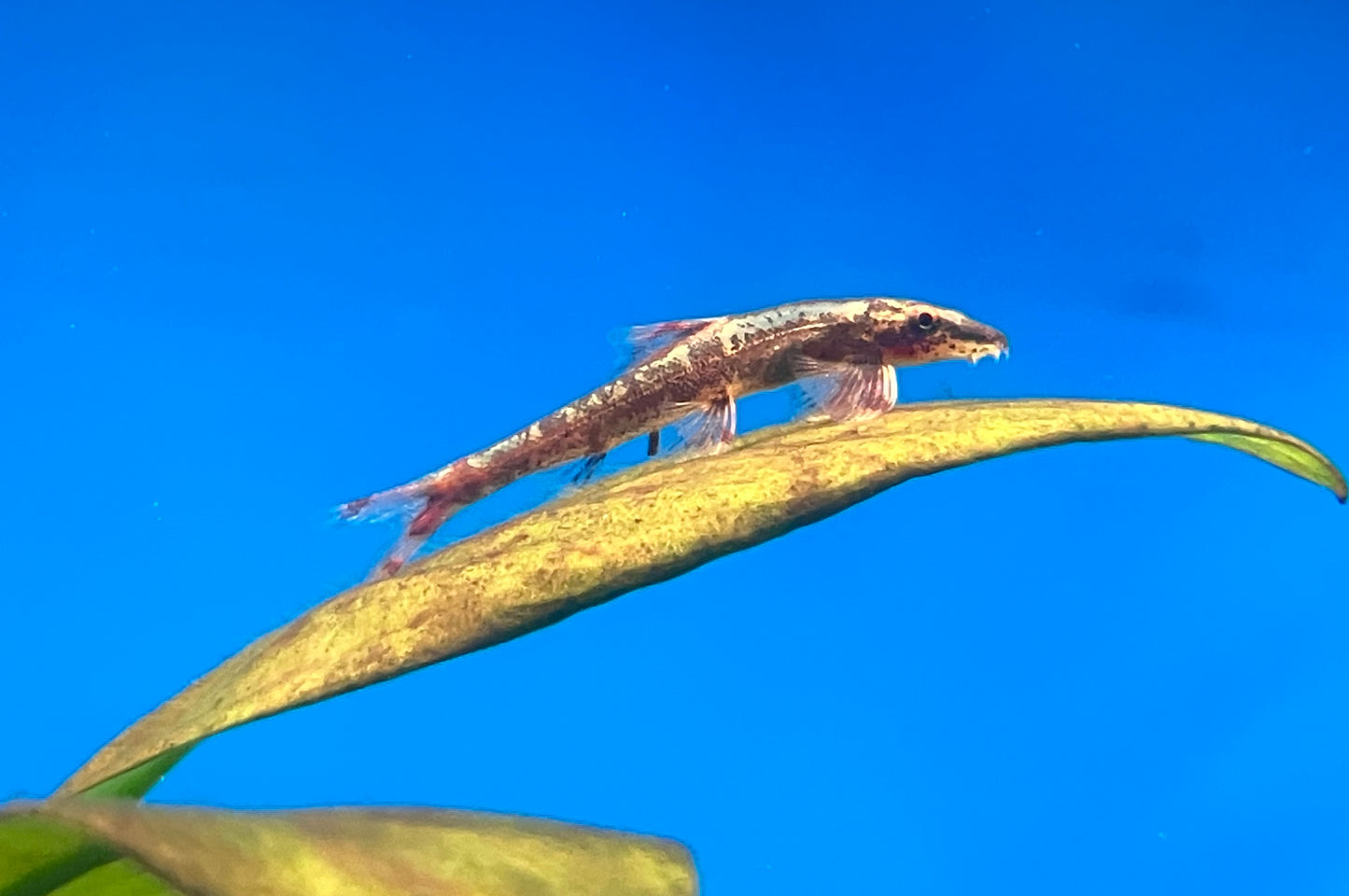 Ogilvie’s Lizard Loach (Homaloptera ogiliviei)