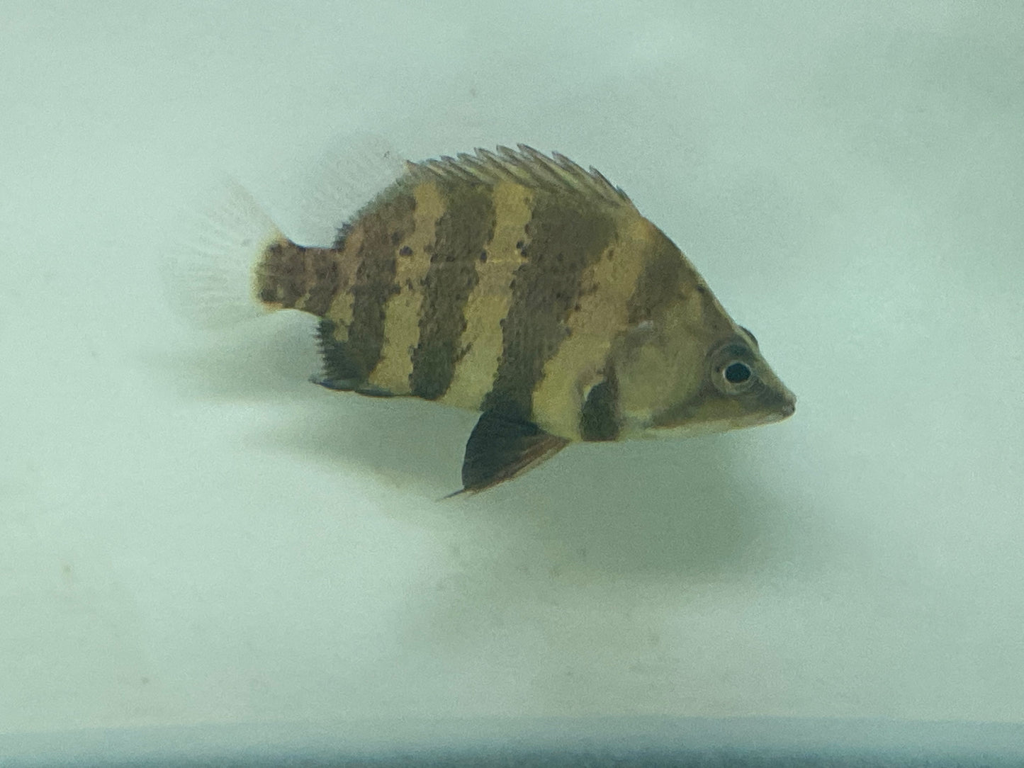 New Guinea Tiger Datnoids / NGT 3"