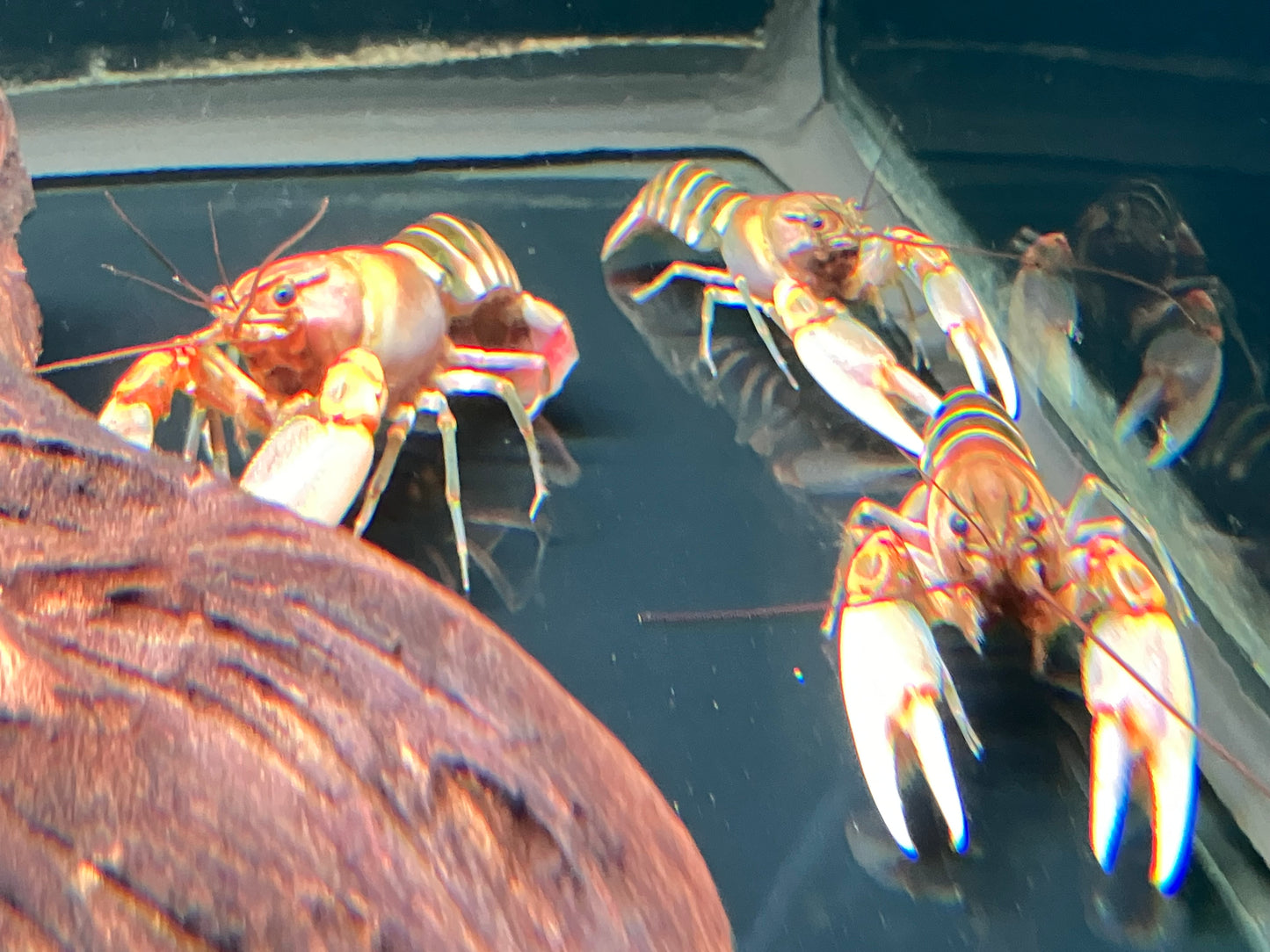 Cherax peknyi “Zebra” Papuan Crayfish