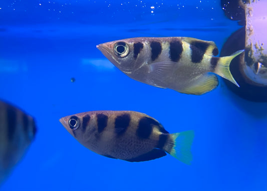 Banded Archer Fish (Toxotes jaculatrix)