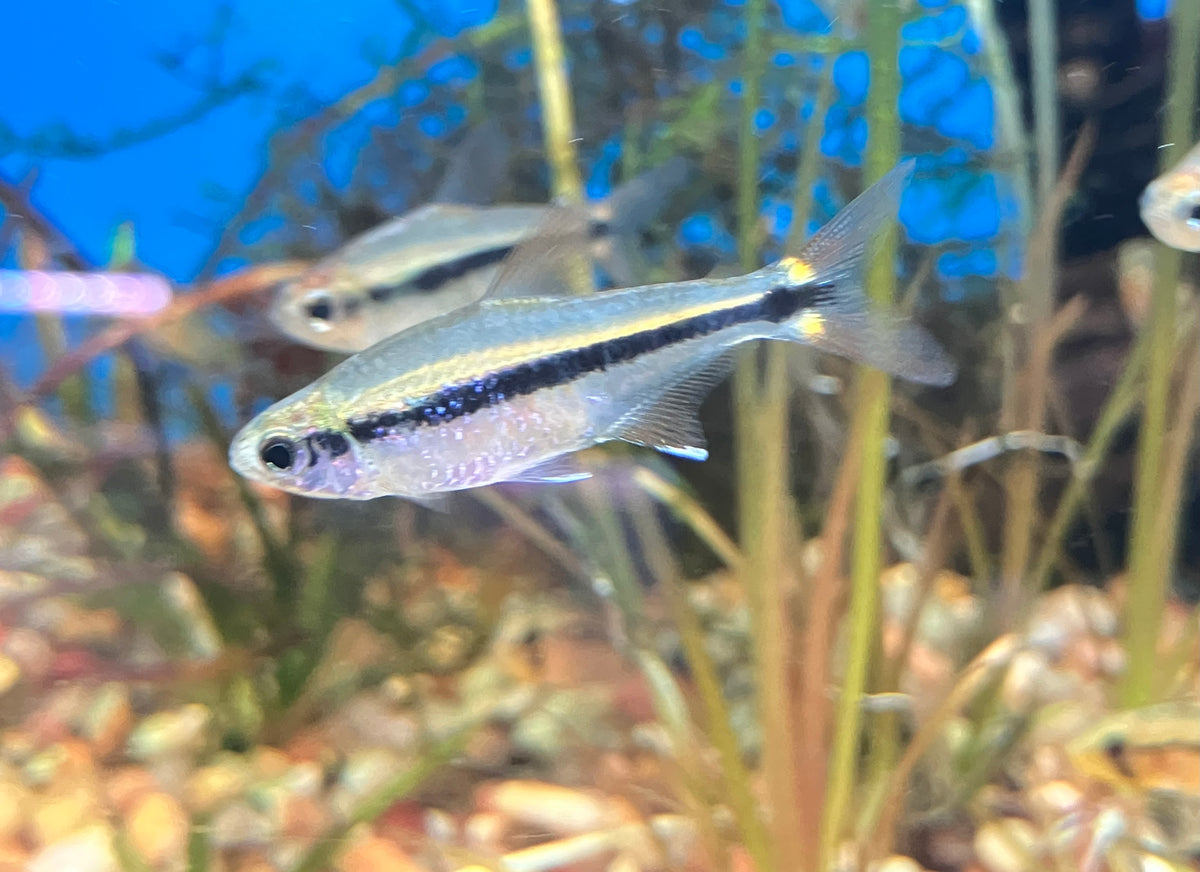 Savanna Tetra (Hyphessobrycon stegemanni) (6-pack)