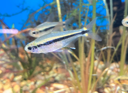 Savanna Tetra (Hyphessobrycon stegemanni) (6-pack)