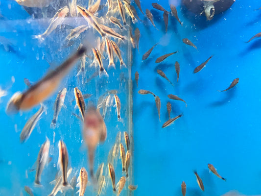 Otocinclus vittatus (10-Pack)