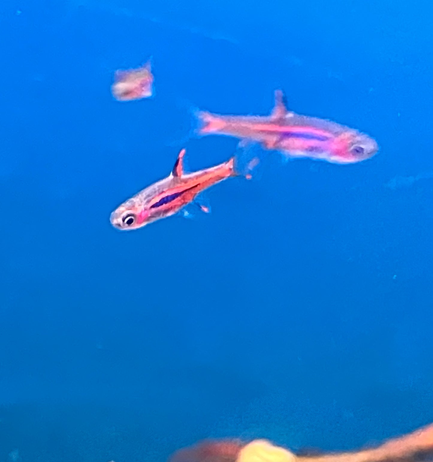 Chili Rasbora (Boraras brigittae) (6-Pack)