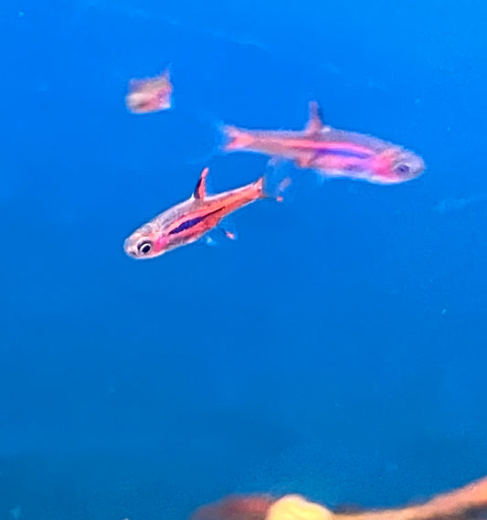 Chili Rasbora (Boraras brigittae) (6-Pack)