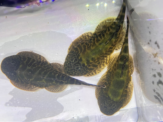 Green Neon Borneo Loach (Gastromyzon lepidogaster) 3-4”
