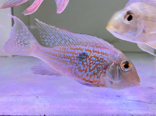 Geophagus Sveni  3"-4"