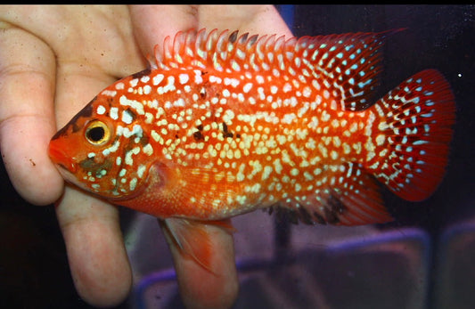 Super Red Texas Grade A ( MALE  ) #2