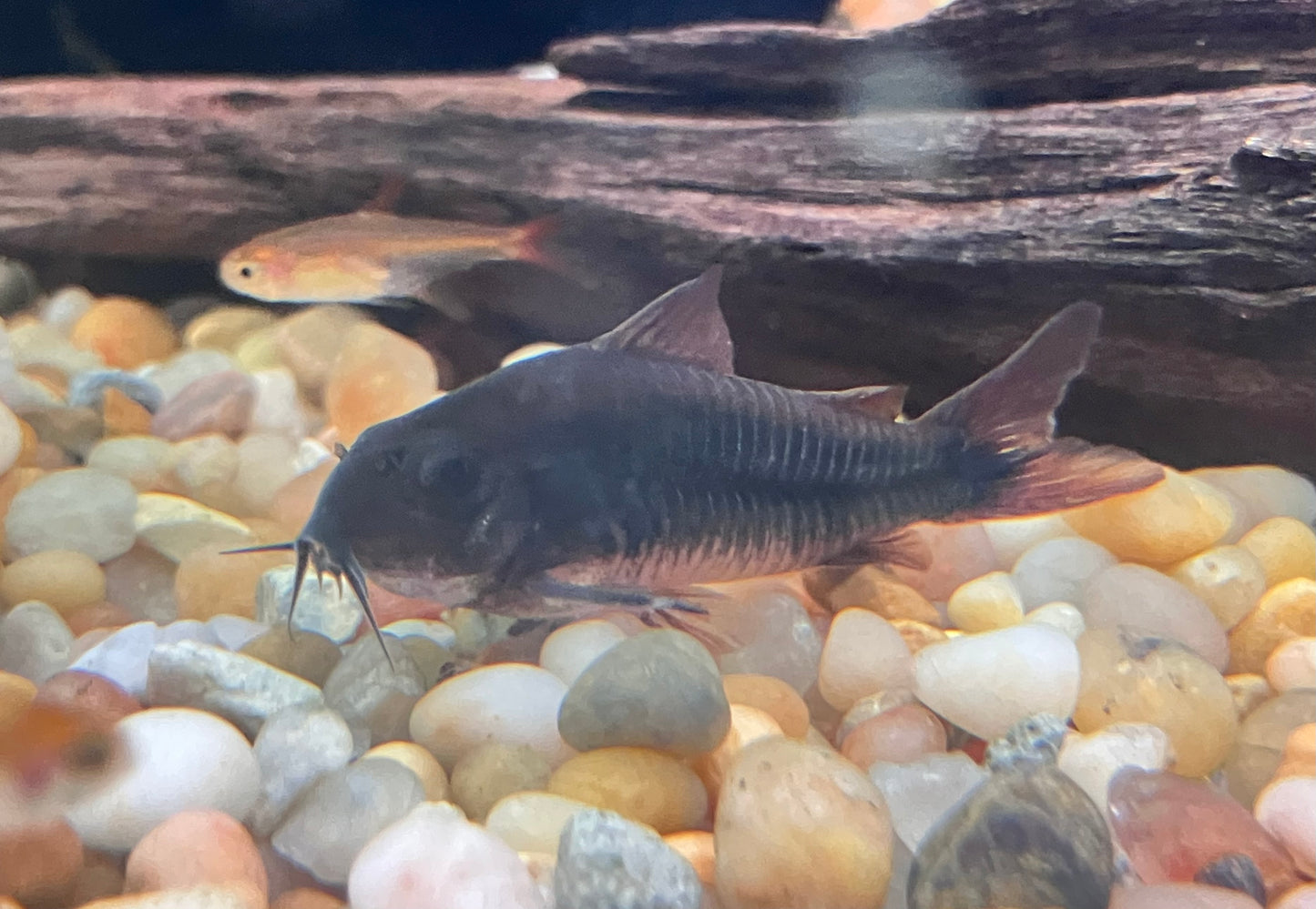 Black Venezuelan Cory 2” (Osteogaster schultzei)