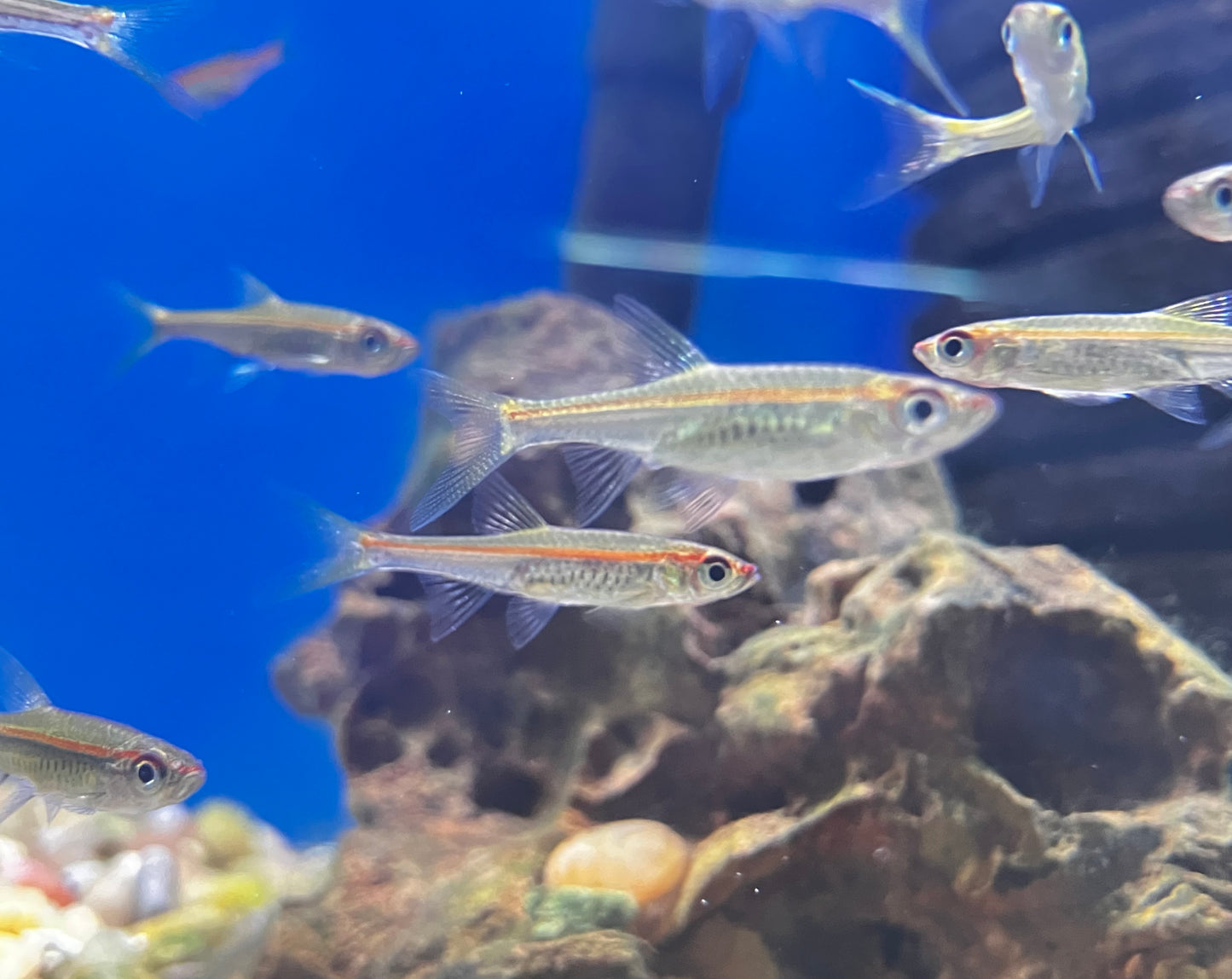 Red Line Rasbora (10 Pack)