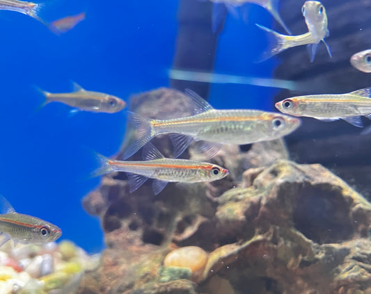 Red Line Rasbora (10 Pack)