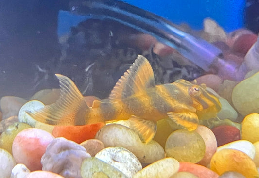 L306 Blood Red Tiger Pleco (Panaqolus claustellifer)
