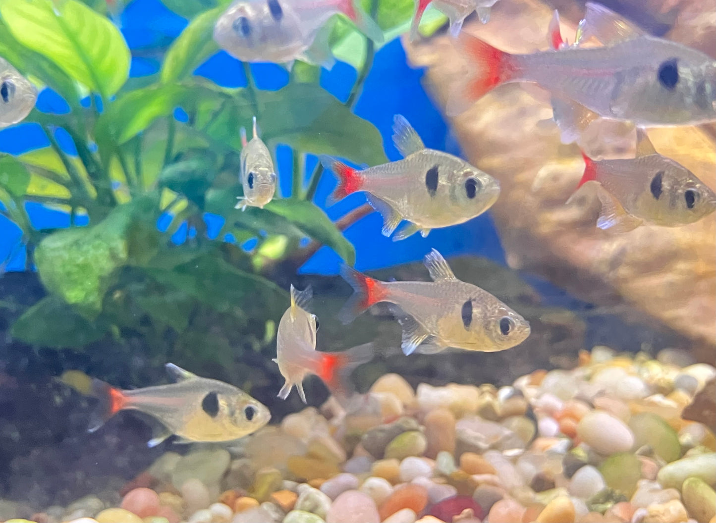 Yellow Phantom Tetra (Hyphessobrycon roseus) 10-pack