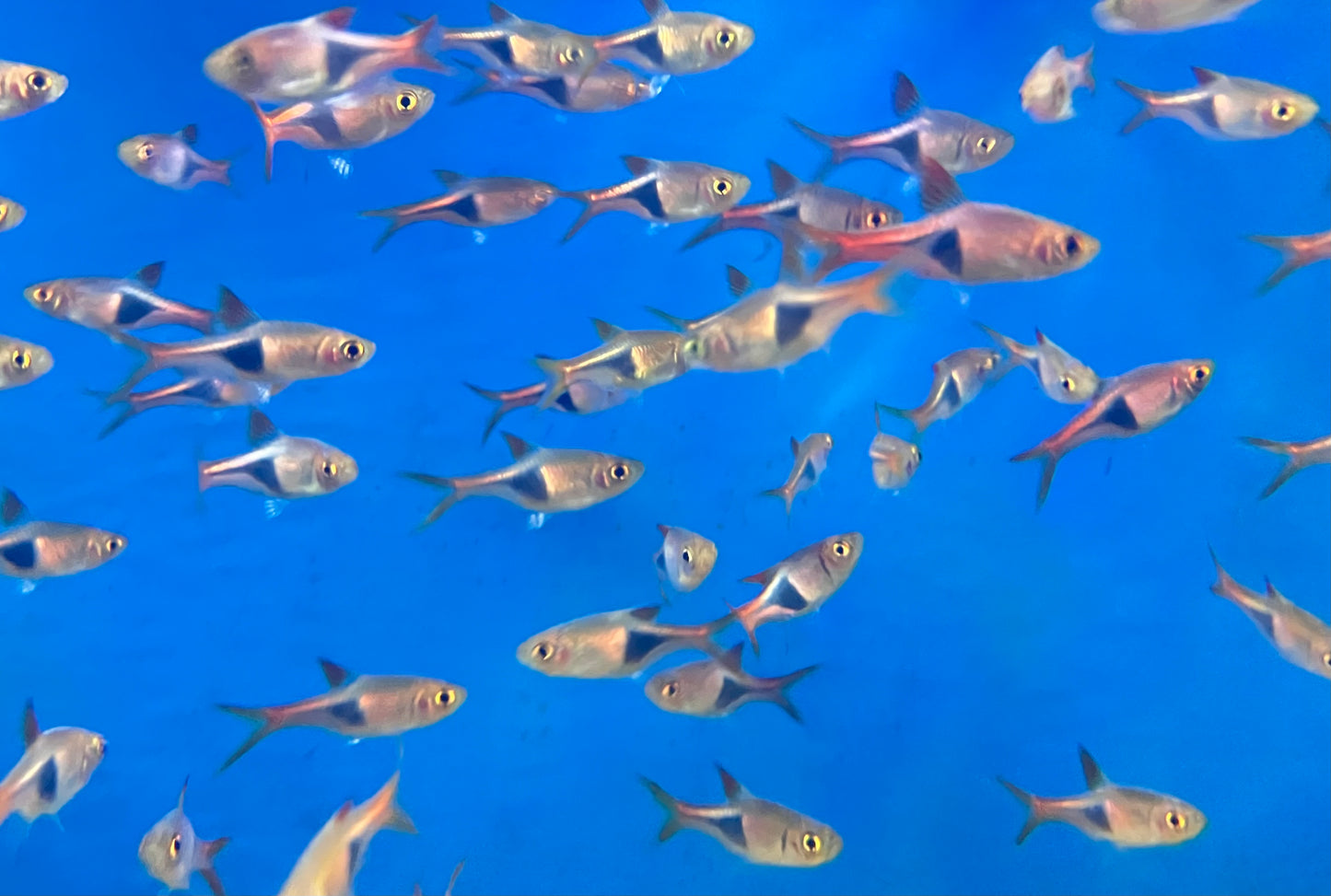 Harlequin Rasbora (Trigonostigma heteromorpha) 6-Pack